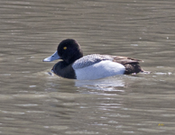 Lesser Scaup 7275